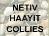 Netiv HaAyit Collies 