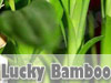 Lucky bamboo 