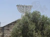בית הכנסת בשפרעם 