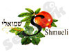 רן שמואלי