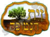 זית הנטופה