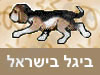 ביגל בישראל