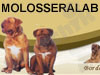 molosserclub 