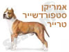 אמריקן סטפורדשייר טרייר