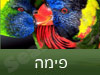 פימה