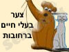 צער בעלי חיים ברחובות 