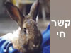 קשר חי 