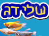 שלי דג 