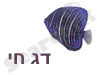 דג חי 