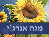 מגה אנרג`י 