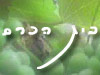 בית הכרם