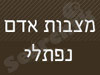 מצבות אדם נפתלי