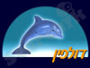 דולפין 