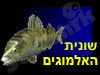 שונית האלמוגים במפרץ אילת