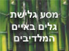 גלישת גלים באיים המלדיבים