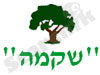 שקמה