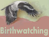 Birdwatching in Israel 