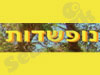 נופשדות 