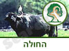 שמורת טבע החולה 