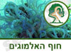 שמורת טבע חוף האלמוגים