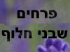 פרחים שבני חלוף 