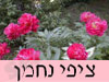 ציפי נחמן