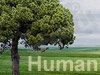 Human 