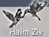 חיים זיו