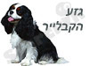 גזע הקבלייר