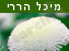 מיכל הררי 