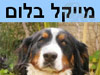 Dogiluf.com