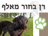 רן בחור מאלף
