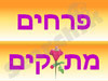 פרחים מתוקים 