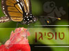 שי שטיקגולד 