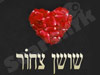 שושן צחור 
