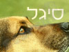 מספרת סיגל 