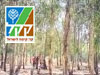 מסלול יער ראש העין 