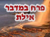 פרח במדבר באילת 