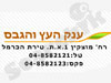 ענק העץ והגבס 