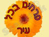 פרחים בכל עיר 