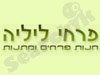 פרחי ליליה